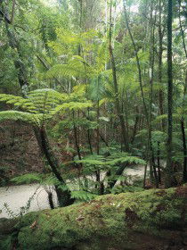 Fraser Island Great Walk - Holiday Adelaide 0