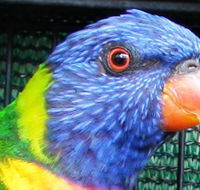 Fraser Coast Wildlife Sanctuary - Holiday Adelaide