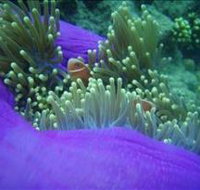 The Lady Bowen Dive Site