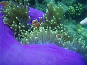 The Lady Bowen Dive Site - Holiday Adelaide 0