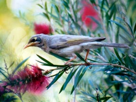 Windorah QLD Holiday Adelaide