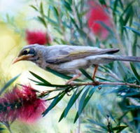 Windorah Nature Drive - Holiday Adelaide