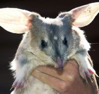 Charleville - Bilby Experience - Holiday Adelaide