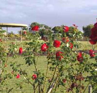 Elizabeth Park Rose Gardens - Holiday Adelaide