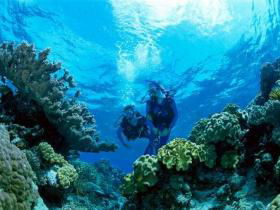 Coral Gardens Dive Site - Holiday Adelaide 0