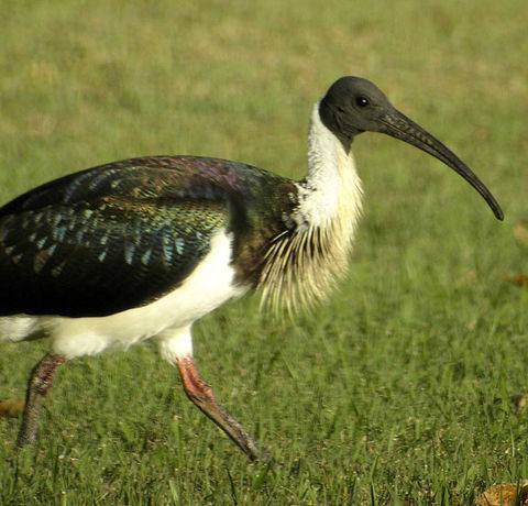 Toowoomba Bicentennial Waterbird Habitat - Holiday Adelaide 0