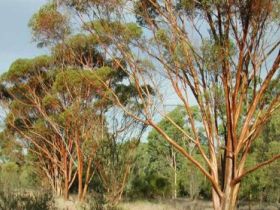Southern Queensland Country QLD Holiday Adelaide