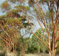 Myall Park Botanic Garden - Holiday Adelaide