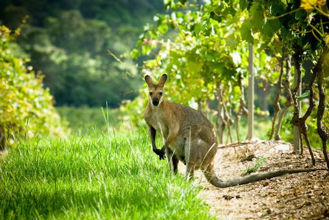 Sirromet Winery - Holiday Adelaide 2