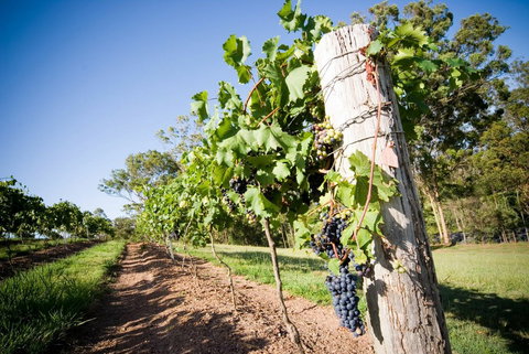 Sirromet Winery - Holiday Adelaide 3