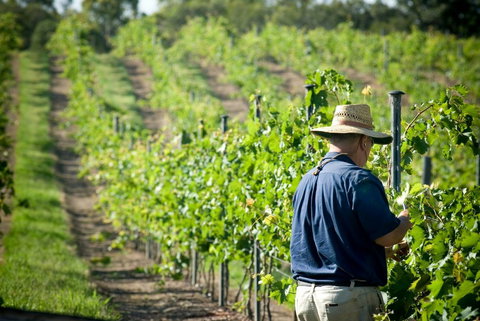 Sirromet Winery - Holiday Adelaide 11