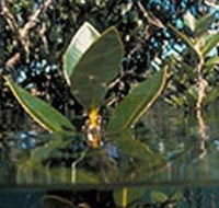 Jawbone Marine Sanctuary - Holiday Adelaide