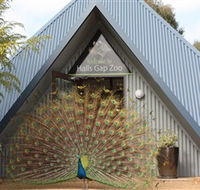 Halls Gap Zoo - Holiday Adelaide