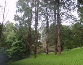 Mount Dandenong Arboretum - Holiday Adelaide 0