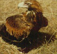 Long Forest Nature Conservation Reserve - Holiday Adelaide