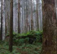 Kinglake National Park - Holiday Adelaide