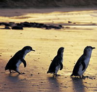 Phillip Island Nature Park - Holiday Adelaide
