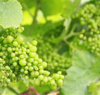 Waratah Hills Vineyard - Holiday Adelaide