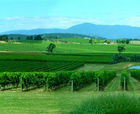 Acacia Ridge Vineyard - Holiday Adelaide 0