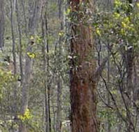 Heathcote-Graytown National Park - Holiday Adelaide