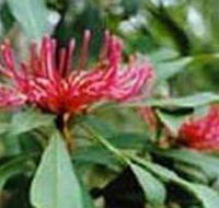 Alfred National Park - Holiday Adelaide