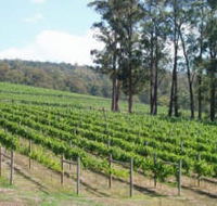 Piedmont Vineyard - Holiday Adelaide