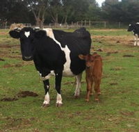 Animal Land Children's Farm - Holiday Adelaide