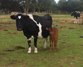 Animal Land Children's Farm - Holiday Adelaide 0