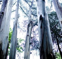 Dandenong Ranges National Park - Holiday Adelaide