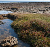 Ricketts Point Marine Sanctuary - Holiday Adelaide