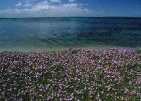 The Lakes National Park - Holiday Adelaide 0