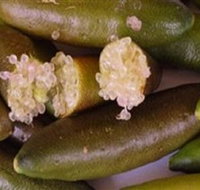 Sandy Creek Olives and Finger Limes - Holiday Adelaide