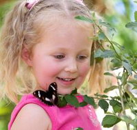 Coffs Harbour Butterfly House - Holiday Adelaide