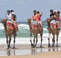 Camel Rides with Coffs Coast Camels - Holiday Adelaide