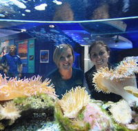Solitary Islands Aquarium - Holiday Adelaide