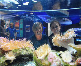 Solitary Islands Aquarium - Holiday Adelaide 0