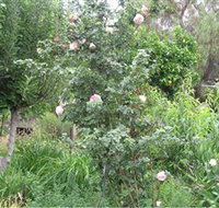 Tombstone Estate Vineyard - Holiday Adelaide