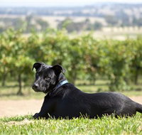 Moothi Estate Vineyard and Cellar Door - Holiday Adelaide