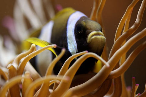 Solitary Islands Aquarium - Holiday Adelaide 1