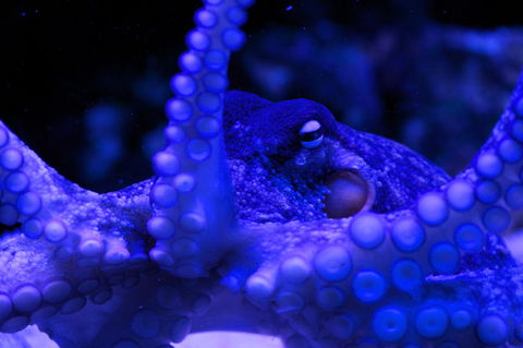 Solitary Islands Aquarium - Holiday Adelaide 2