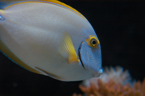 Solitary Islands Aquarium - Holiday Adelaide 3