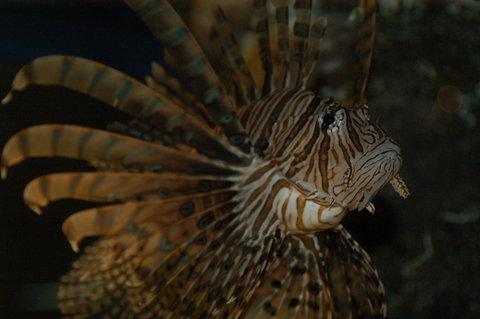 Solitary Islands Aquarium - Holiday Adelaide 4