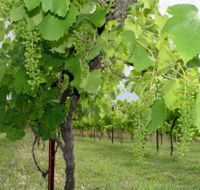 Holland Wines - Holiday Adelaide
