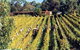 Mt Lofty Ranges Vineyard - thumb 1