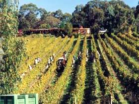 Mt Lofty Ranges Vineyard - Holiday Adelaide 1