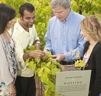 Jacob's Creek Vineyard Tour - Holiday Adelaide