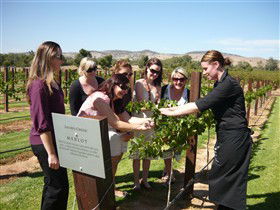 Jacob's Creek Vineyard Tour - Holiday Adelaide 2