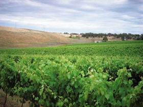 Uleybury Wines - Holiday Adelaide 2