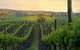 Nepenthe Wines - thumb 3