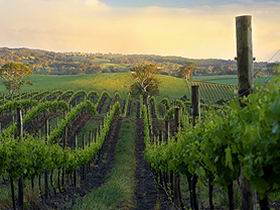 Nepenthe Wines - Holiday Adelaide 3